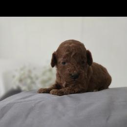 Mia - Red  female Poodle puppy in Lucedale, Mississippi from Simply Poodle