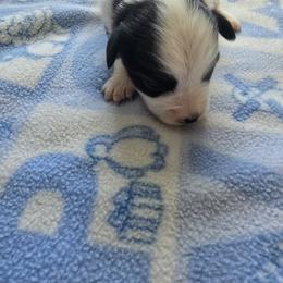 Miniature Australian Shepherd Puppies from Wee Aussies