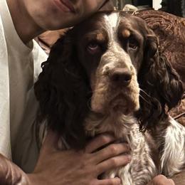 Norie - English Springer Spaniel