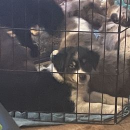 Australian Shepherd Puppies from Elliott’s Aussies