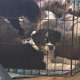 Australian Shepherd Puppies from Elliott’s Aussies