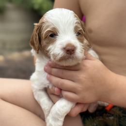 Keoni - Blenheim male Cavapoo puppy in Floyd, Virginia from Hearts and Paws Poodles and Doodles