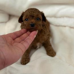 Red female (brown collar) - Red  female Poodle puppy in Montclair, New Jersey from YC Treasures Poodles