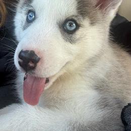 Siberian Husky Puppies from Glacier Run Huskies