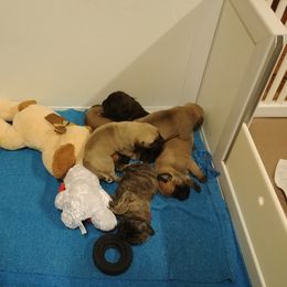 Mastiff and Neapolitan Mastiff Puppies from Sims English Mastiffs