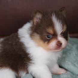 AKC Walker - Chocolate parti male Pomeranian puppy in Albany, Indiana from Hatz Off Puppies