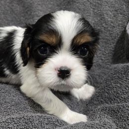 Cocoa - Yellow - Tri-color female Cavalier King Charles Spaniel puppy in Pickens, South Carolina from Beloved Bichon