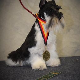 Rocky - Miniature Schnauzer