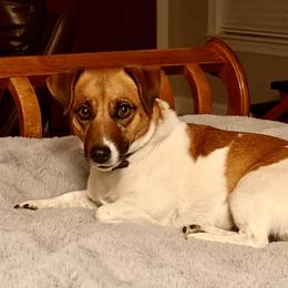 Tink - Jack Russell Terrier