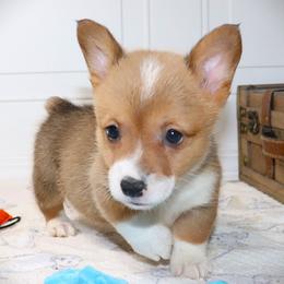 AKC Blue ID Boy - Red male Pembroke Welsh Corgi puppy in Ash Flat, Arkansas from Arkansas Corgis