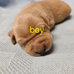 Boy 4 - Yellow male Labrador Retriever puppy in Avon, Minnesota from Labs on Sand kennel