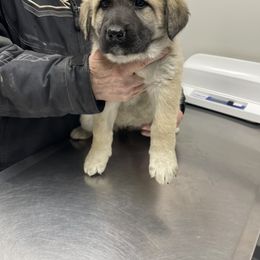 Anatolian Shepherd Dog Puppies from Smithville Hay Livestock Guardian Dogs