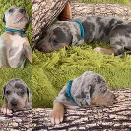 Catahoula Leopard Dog Puppies from Middle Acres Catahoulas