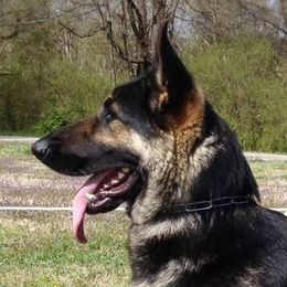 German Shepherds from Tacora Shepherds