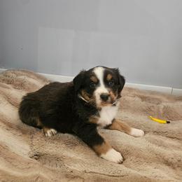 Jade - Black tri-color female Australian Shepherd puppy in Millwood, Missouri from Small Town Australian Shepherds