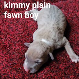 Kimmy fawn boy - Blue fawn male Italian Greyhound puppy in Phillips, Maine from Maplewood Italian Greyhounds