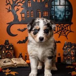 Bones - Blue merle male Australian Shepherd puppy in Wrightstown, New Jersey from Hartzland Farm Australian Shepherds