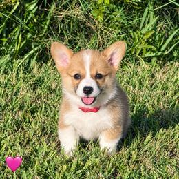 Elizabeth-Pink Collar Girl - Red female Pembroke Welsh Corgi puppy in Yulee, Florida from Pembroke Welsh Corgis at Belle Haven