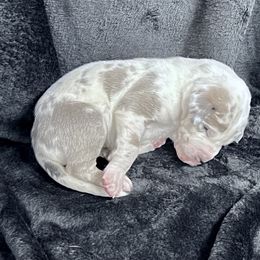 Black - Harlequin male Great Dane puppy in Aspers, Pennsylvania from Elja Danes