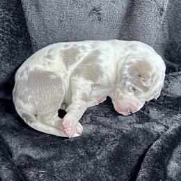 Black - Harlequin male Great Dane puppy in Aspers, Pennsylvania from Elja Danes