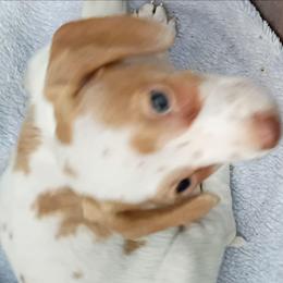 Vino - Cream male Dachshund puppy in Pahrump, Nevada from Heaven Sent Doxies