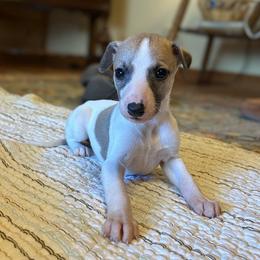 Arrow - White and fawn male Whippet puppy in Oneida, Tennessee from Saving Grace