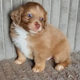 Butterscotch - Red merle male Miniature American Shepherd puppy in Goldendale, Washington from Amulet Charm