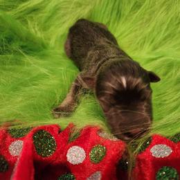 Lazuli - Blue female German Shepherd puppy in Los Lunas, New Mexico from Mali's German Shepherds