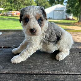 Olaf - Parti male Poodle puppy in Loretto, Tennessee from K Kountry Farm