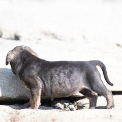 Dark brindle girl - Tiger female Perro de Presa Canario puppy in Leitchfield, Kentucky from Rey Gladiador Presa Canario