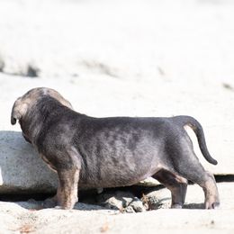 Dark brindle girl - Tiger female Perro de Presa Canario puppy in Leitchfield, Kentucky from Rey Gladiador Presa Canario