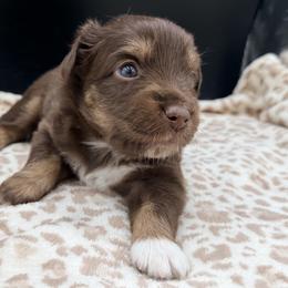 Girl 2 - Red tri female Miniature Australian Shepherd puppy in Arcadia, Indiana from Sunset Cowgirl Mini Aussies