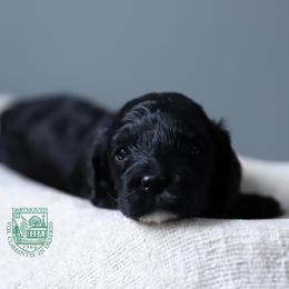 Dartmouth - Black male Cockapoo puppy in Canastota, New York from Silver City Cockapoos
