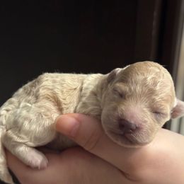 Ginger - Cream female Poodle puppy in Haines City, Florida from Noelle Poodles