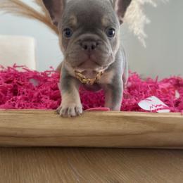 Champ - Blue male French Bulldog puppy in Florida from Doxie Rugrats