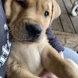 Labrador Retriever Puppies from Triple Threat Labradors