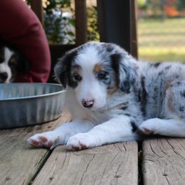 Australian Shepherd Puppies from Chippewa Falls Aussie Paws