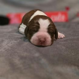 Snowball - Tri-Roan male English Springer Spaniel puppy in Cookeville, Tennessee from Krossroads Kennel