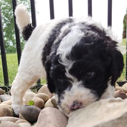 Leo - Tri-color male Labradoodle puppy in Fostoria, Michigan from North Country Kennel Club