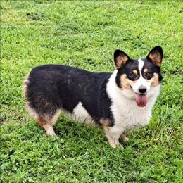Stella - Pembroke Welsh Corgi