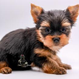 Yorkshire Terrier Puppies from Essence of Grace Yorkies
