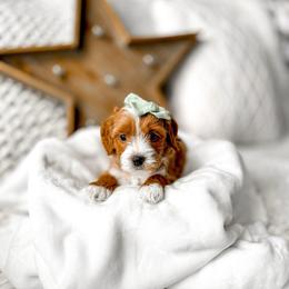 Sarafina - Red  female Goldendoodle puppy in Springville, Utah from Happy Doodle