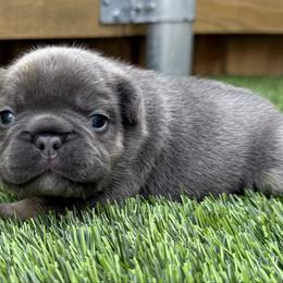Finn - Blue male French Bulldog puppy in Greenville, Texas from Lovey’s Frenchies
