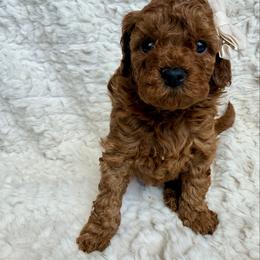 Poppy - Red female Cavapoo puppy in Grants Pass, Oregon from Climate City Cavapoos