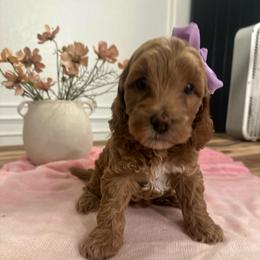 Tamara - Apricot female Goldendoodle puppy in Shingle Springs, California from Creamy Retrievers