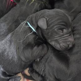 Light Blue collar girl - Black female Giant Schnauzer puppy in Billings (Bil), Montana from Kaiser's Giants