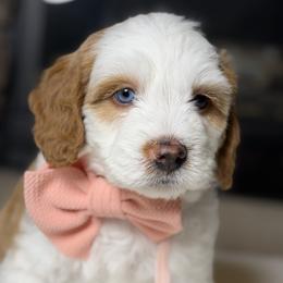 Ginger - Red female Bernedoodle puppy in Syracuse, Utah from Redrockbernedoodles
