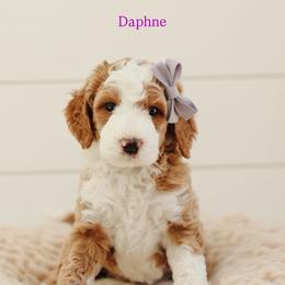 Daphne - Red  female Goldendoodle puppy in Rio Linda, California from GoldendoodlePaw