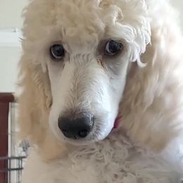 Poodle Puppies from Serendipite Poodles