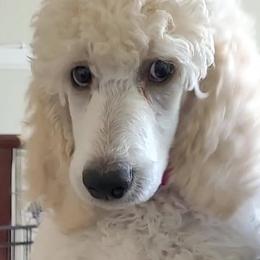 Poodle Puppies from Serendipite Poodles